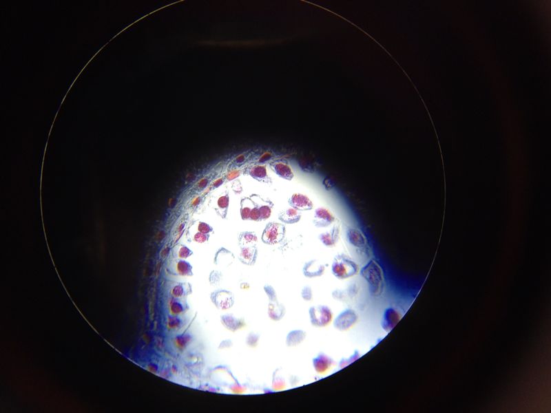 Bild von etwas in Biologie.